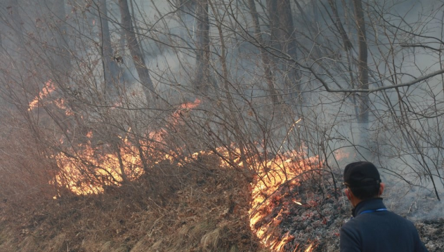 지난 3월 경북 울진군 울진읍 신림리의 한 야산에서 나무가 불에 타고 있다. 사진은 기사내용과 무관. 연합뉴스