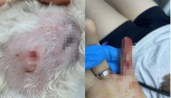 30일 뉴스1에 따르면 지난 19일 강원도로 신혼여행을 떠난 부부가 반려견과 산책하던 중 갑자기 나타난 대형견에게 물려 다쳤다. 이후 제보자 성모씨의 아내 A씨는 119 구급대원들의 도움으로 인근 병원으로 옮겨져 치료를 받았고 이들의 반려견도 동물병원에서 응급조치를 받았다. 사진은 당시 사고를 당해 다친 반려견의 상처(왼쪽)와 A씨의 다친 모습. /사진=뉴스1(제보자 성씨 제공)