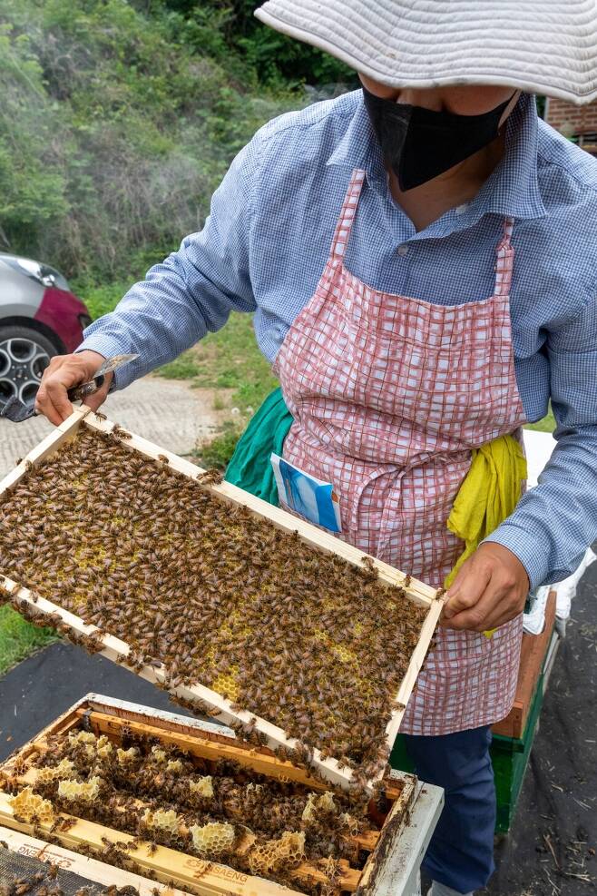 2022년 5월30일 경기도 양평군에서 벌을 키우는 김일숙씨가 벌집을 꺼내 꿀벌들의 상태를 살피고 있다.