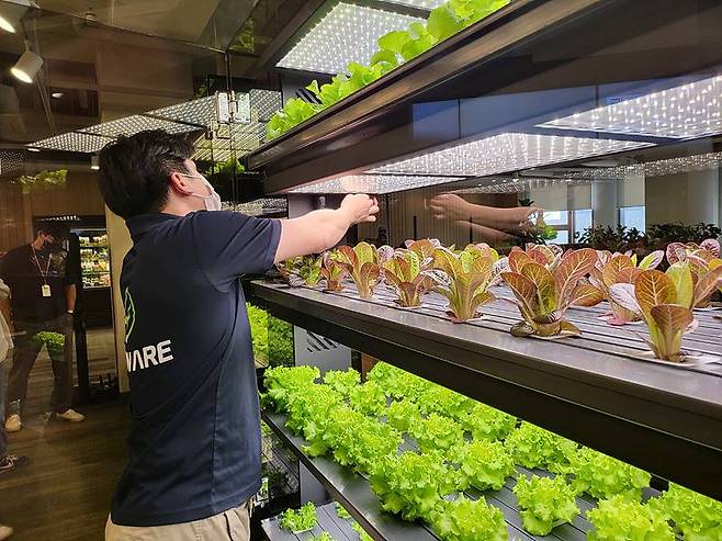 스마트팜의 엽채류를 관리하는 김수범 매니저.