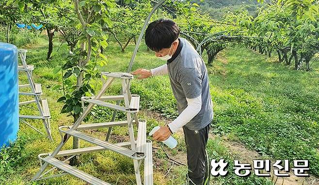 전남 나주에 있는 배 과원에서 한 작업자가 과수 화상병 확산을 막기 위해 소독약제를 분무해 농기자재를 소독하고 있다.