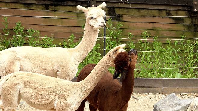 서울어린이대공원 알파카들이 장난을 치고 있다. 이세영PD