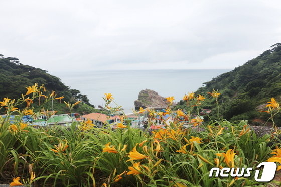 내달 8일부터 전남 신안군 홍도에서 '섬 원추리 축제'가 열린다./뉴스1