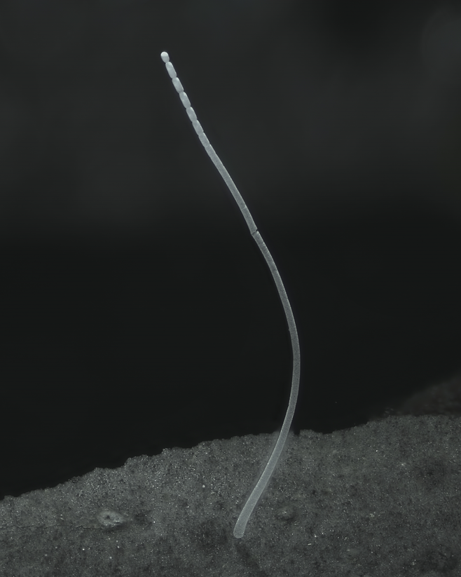 1cm 길이의 초대형 박테리아 티오마르가리타 마그니피카(Thiomargarita magnifica)./미 워싱턴대