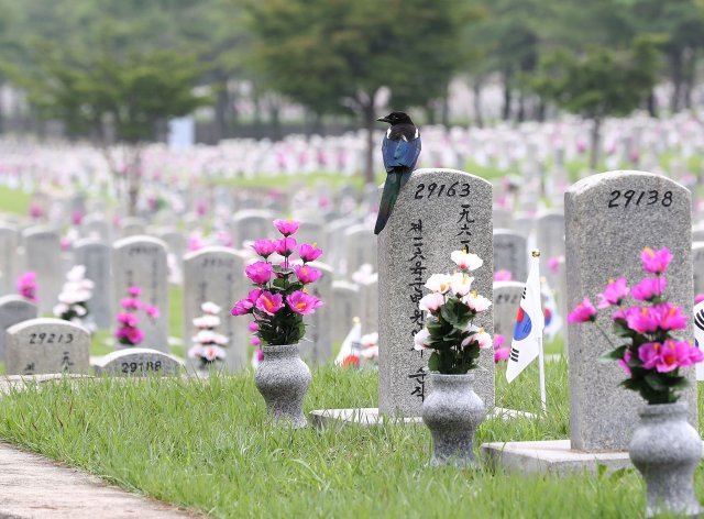 6.25 전쟁 발발 72주년을 하루 앞둔 24일 서울 동작구 국립서울현충원 묘역에 까치 한 마리가 묘비 위에 앉아있다.