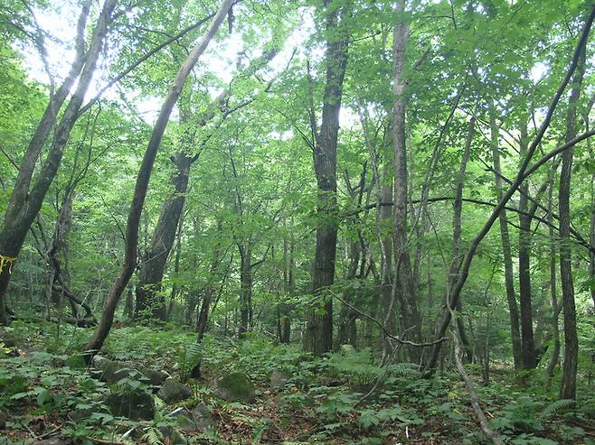 지난 2007년 이재석 건국대 생명과학과 교수가 촬영한 점봉산 신갈나무 숲. 이재석 교수 제공