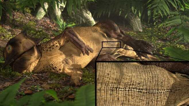 프시타코사우루스(Psittacosaurus)에서 찾은 배꼽의 흔적 그래픽.