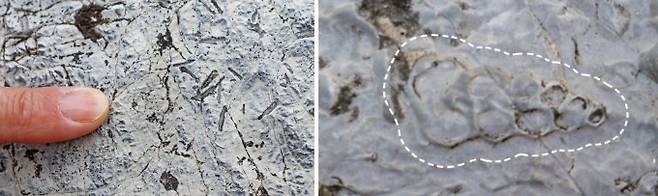 (왼쪽) 석회암에 남은 길쭉한 모양의 석고 결정. 석고는 경도가 약하여 분필이나 조각상 등에 쓰인다. (오른쪽) 구문소 석회암에서 찾을 수 있는 복족류의 껍데기 화석. 높은 염분을 버틸 수 있는 복족류만 화석으로 남은 것으로 추측된다. 우경식 제공