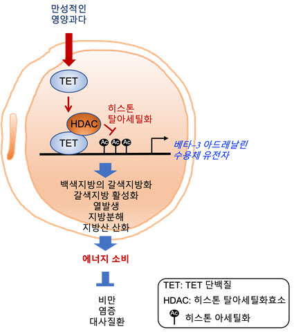 TET 단백질에 의한 베타3 아드레날린 수용체 발현 조절 원리와 대사질환 치료 모습. (사진=울산과학기술원)