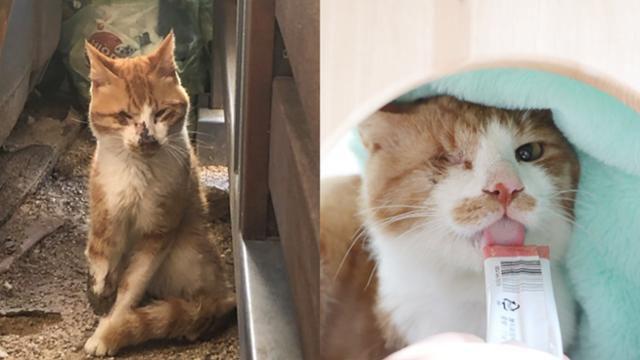 가티는 지난해 10월 동네 주민 학대로 오른쪽 눈과 앞다리를 다친 채 발견됐다(왼쪽 사진). 구조 이후 동물자유연대 입양센터인 온센터에서 치료를 받고 평생 집사를 기다리고 있다. 동물자유연대 제공