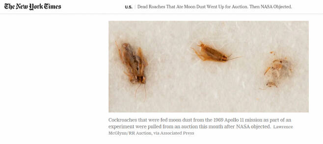 지난 4월 미국의 한 유명 옥션에서 달 먼지를 먹인 바퀴벌레 3마리가 약 5000만원에 경매가 성사될 뻔 했으나 지난 23일 NASA의 반대로 무산됐다. 사진은 해당 벌레의 모습. /사진=뉴욕타임즈 사이트 캡처