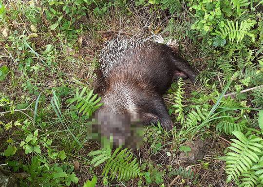 사체로 발견된 산미치광이. 제주 소방안전본부 제공