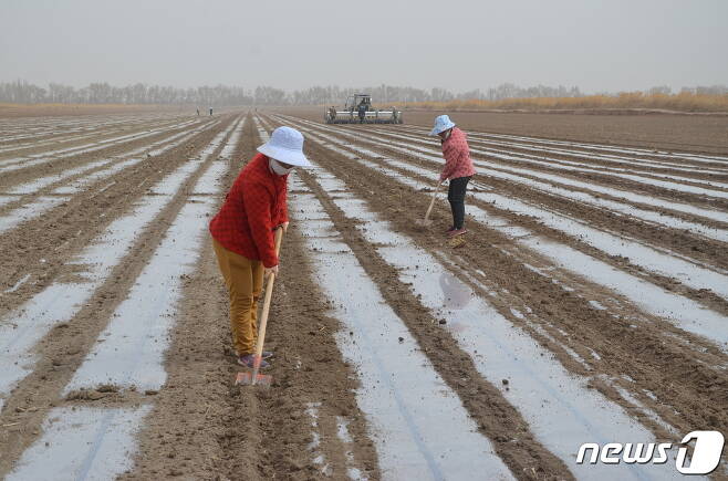 중국 신장 위구르 자치구 알라르에 있는 목화밭에서 인부가 씨앗을 뿌리고 있다. © 로이터=뉴스1 © News1 정윤영 기자