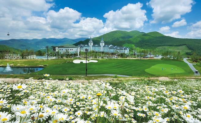 정선 하이원 주변의 흰색의 샤스타데이지.