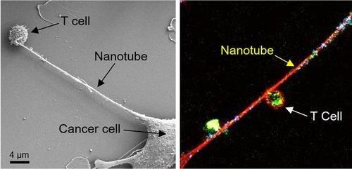 T세포의 미토콘드리아를 빨아먹는 암세포 왼쪽은 생쥐의 유방암 세포와 T세포 사이에 나노튜브가 형성된 이미지.
오른쪽은 T세포의 미토콘드리아(녹색 형광)가 나노튜브를 통해 암세포로 이동하는 장면. 청색은 미토콘드리아의 DNA.
[미국 '브리검 앤드 위민스 병원' 센굽타 박사팀, 2021년 11월 저널 '네이처 나노테크놀로지' 논문 캡처. 재판매 및 DB 금지]