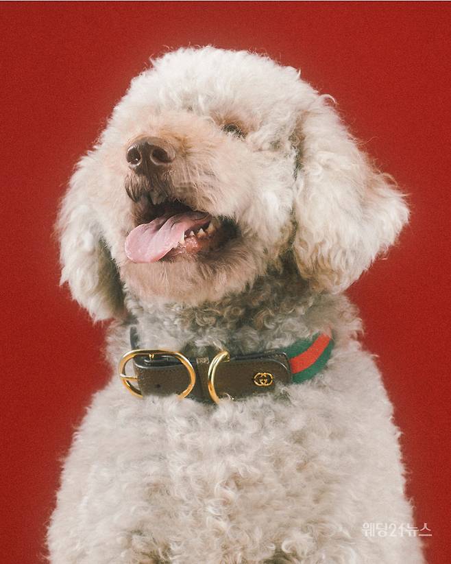 사진 : 구찌(Gucci), 구찌 펫 컬렉션(Gucci Pet Collection). Credits - 크리에이티브 디렉터: 알레산드로 미켈레(Alessandro Michele), 아트 디렉터&포토그래퍼: 맥스 지덴토프(Max Siedentopf) (사진제공 : 구찌)