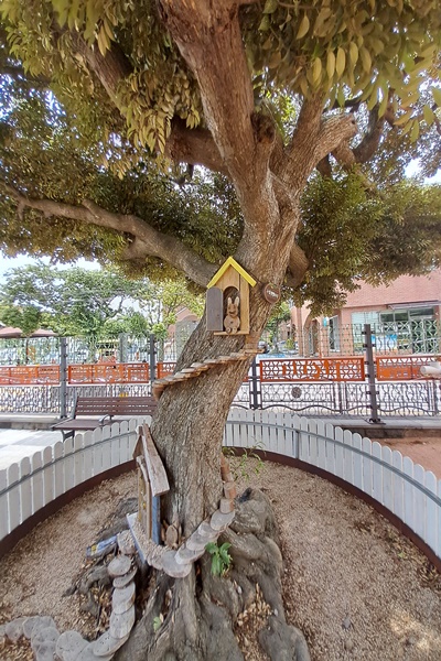 2019년 (사)제주생명의숲에서 조성한 제주한천초등학교 숲동산 나무 모습.