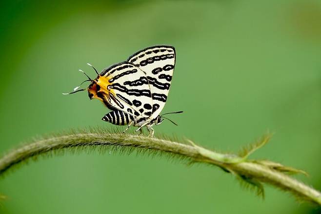 쌍꼬리부전나비.