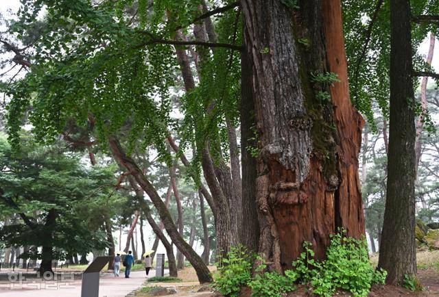 수령 500년 은행나무와 솔숲이 어우러진 소수서원 입구.
