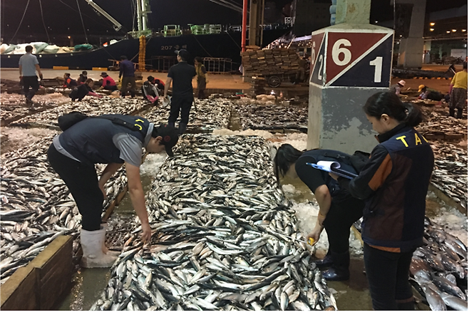 수산자원조사원들이 위판장에서 TAC 대상어획물을 확인하는 모습. 해양수산부 제공