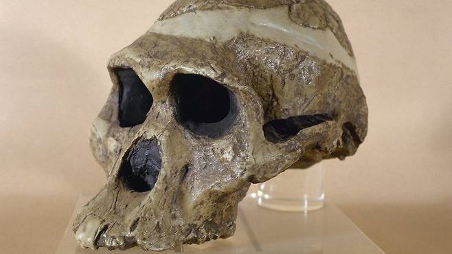 가장 오래된 고인류 두개골 화석 ‘플스 부인’. 지금까지 과학자들은 260만년 전 무렵 플스 부인이 남아프리카공화국 요하네스버그 부근을 배회한 것으로 믿고 있었으나 최근 연구자들은 그녀가 370만년 전과 340만년 전 사이에 이곳을 쏘다닌 것으로 보인다고 밝혔다.AFP 자료사진