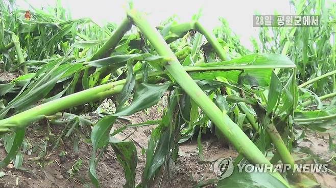 우박피해 입은 북한 옥수수밭 (서울=연합뉴스) 장마가 시작된 북한에 연일 폭우와 집중호우가 쏟아지고 있다. 28일 조선중앙TV는 어젯밤부터 오늘 새벽까지 평양시를 비롯한 북한 각지에서 폭우를 동반한 많은 비가 내렸다고 보도했다. 사진은 폭우와 우박피해를 입은 평원군의 옥수수밭 모습.[조선중앙TV 화면] 2022.6.28 
    [국내에서만 사용가능. 재배포 금지. For Use Only in the Republic of Korea. No Redistribution] nkphoto@yna.co.kr