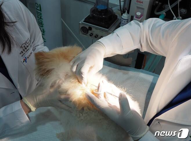 반려견에게 동물등록 내장칩을 시술하는 모습. (서울시 제공) © 뉴스1