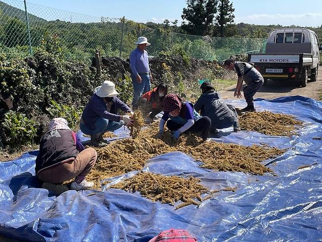 제주민예총과 동광리 주민들이 지난해 잃어버린 마을 무등이왓에서 재배한 조를 수확하고 있다. 제주민예총 제공