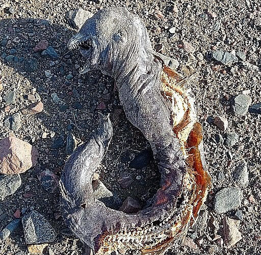 이집트 시나이 반도에 있는 가브리엘-빈트 해변에서 괴생명체의 사체가 발견됐다. (사진=@BeaumontDMD 트위터)
