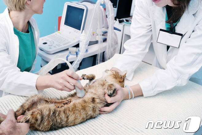 동물병원에서 진료 받는 고양이 (사진 이미지투데이) © News1