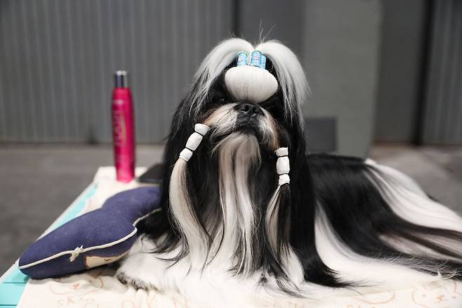 23일 스페인 마드리드에서 열린 '2022 월드 도그쇼'에 참가한 시추 한마리가 그루밍 테이블에서 쉬고 있다./로이터 연합뉴스