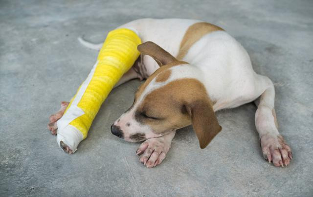 동물보호소에서의 입양이 불가능해지자 그레이엄은 펫숍에서 개를 구입한 뒤 다리를 부러뜨렸다. 동물병원 치료 이후 그레이엄은 개를 방치해 개의 다리는 절단됐다. 게티이미지뱅크 ※이해를 돕기 위한 자료 사진입니다.