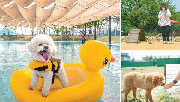 여름 휴가철에 반려동물과 함께 동반여행을 떠날 수 있는 국내 명소들이 사랑을 받고 있다. 일반 수영장 수준의 수질을 자랑하는
의성펫월드의 반려견 전용 수영장 ‘도그풀’, 인천 반려견놀이터에서 견주와 산책을 즐기는 반려견, 목줄과 입마개없이 뛰어놀 수 있는
임실 오수의견관광지의 반려견 놀이터.(왼쪽부터 시계방향) 사진제공|한국관광공사