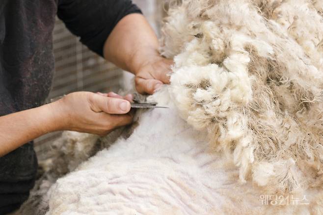 슬리피지의 매트리스는 양모, 실크, 캐시미어 등 고급 천연 재료를 사용하며, 장인의 수작업으로 마감한다. 사진제공 : 슬리피지(Sleepeezee)