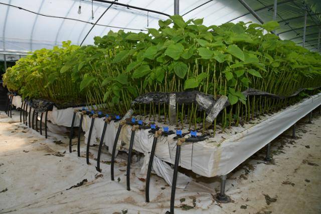 밀양시는 지난해 깻잎 양액재배 시범사업을 성공적으로 추진해 농가 확대를 추진하고 있다. 맨땅 대신 배지에 모종을 심어 연결된 호스를 통해 영양액을 공급하고 있다. 이동렬 기자