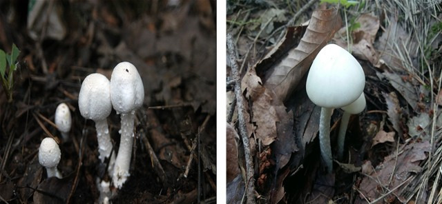왼쪽부터 흰주름버섯(식용), 독우산광대버섯(독) /농촌진흥청 제공