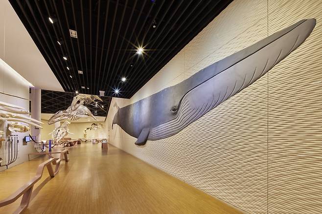 서천 국립해양자원박물관 3층의 전시실. 대형 고래 벽화와 실물 크기의 골격 표본이 포토존으로 인기를 얻고 있다. 사진 국립해양자원박물관