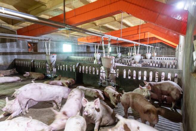 충남 홍성 시온팜스는 암모니아가스 저감장치를 축사에 설치해 돼지 사육환경을 개선하고 악취를 줄이고 있다. 박승화 기자
