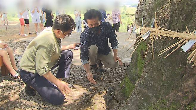 박정기 ‘노거수를 찾는 사람들’ 활동가가 동부마을 팽나무의 뿌리 상태를 살펴보고 있다.