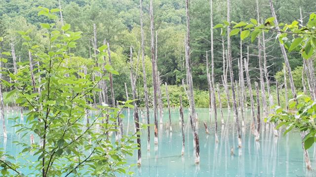 이곳은 일본인가 '반지의 제왕' 속 마법사들의 숲인가. 비에이 아오이이케의 에메랄드 물빛은 신비롭다. 양승준 기자