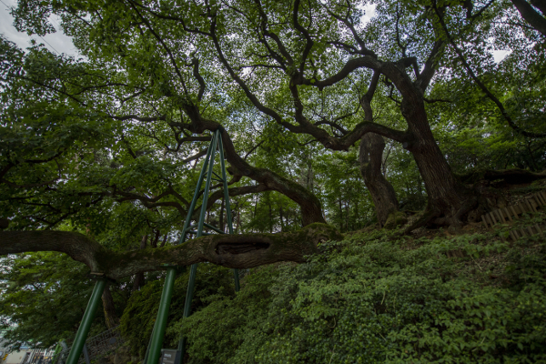 신방초등학교 옆 언덕에 무리지어 자라는 천연기념물 ‘신방리 음나무’.