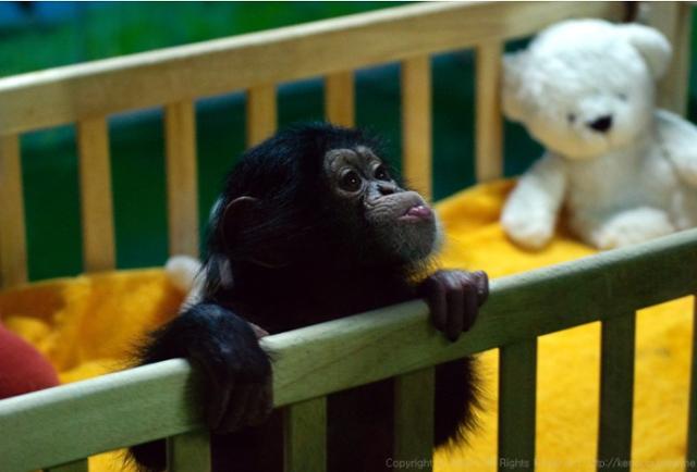 2013년 아기 시절 침팬지 관순이. 사진가 비두리 제공