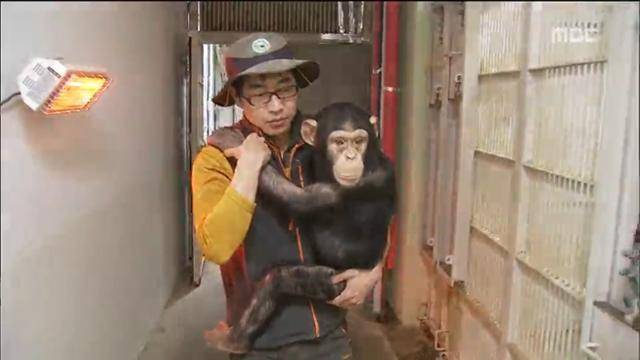 2015년 당시 서울대공원 인공포육장에서 길러지던 광복이. MBC 캡처