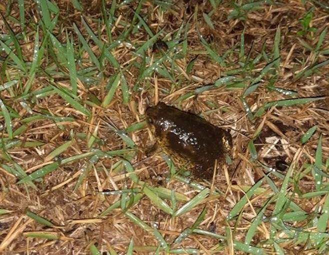 대전 유성구 은구비공원에서 발견된 맹꽁이. 대전충남녹색연합 제공