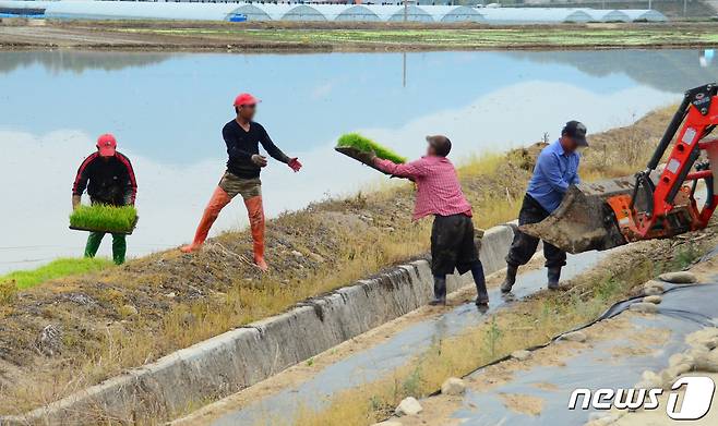 외국인 계절근로자들이 농가에서 일손을 돕고 있다. (사진은 기사 내용과 관련없음) ⓒ News1