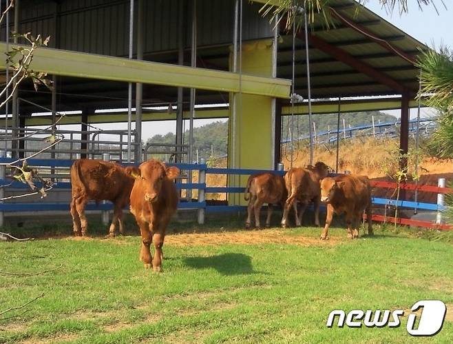 전북 부안군은 가축사육 개선을 위해 '깨끗한 축산농장' 7개소를 신규 지정했다.(뉴스1/DB)ⓒ News1