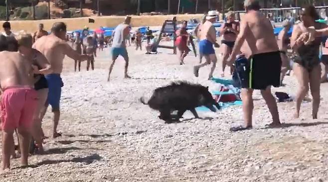 10일(현지시간) 데일리메일에 따르면 이날 오전 바다에서 튀어나온 야생 멧돼지 한 마리가 코스타델솔 동쪽 베나자라페 해안을 질주했다./사진=뉴시스(트위터 캡처)