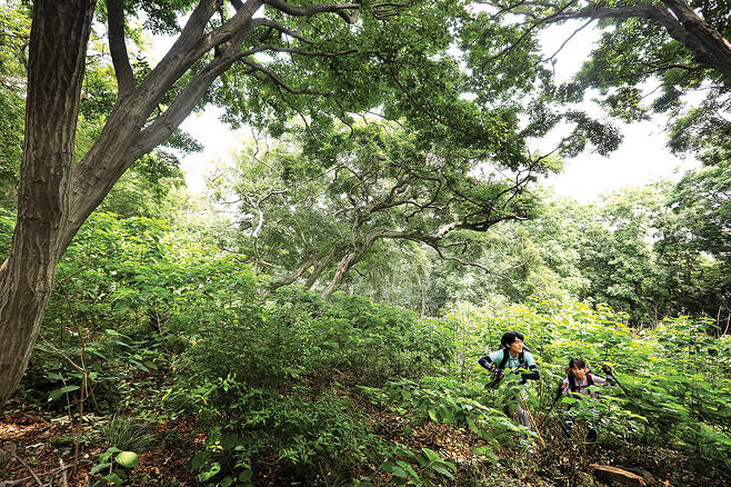 영흥도 국사봉은 156m로 높이는 낮지만 숲이 짙어, 진한 숲 향기를 맡으며 걸을 수 있다.