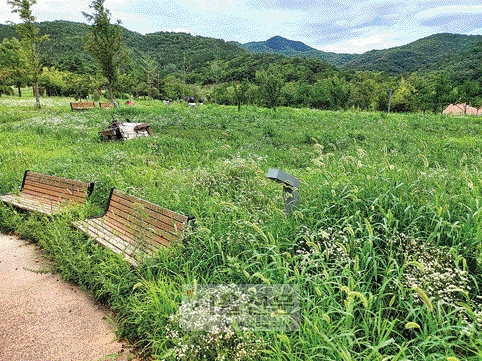 낙후지역 개발 사업으로 경북 군위군 효령면 병수리 위천변에 조성된 수변테마파크가 잡초밭으로 변해 폐허를 연상케 하고 있다.