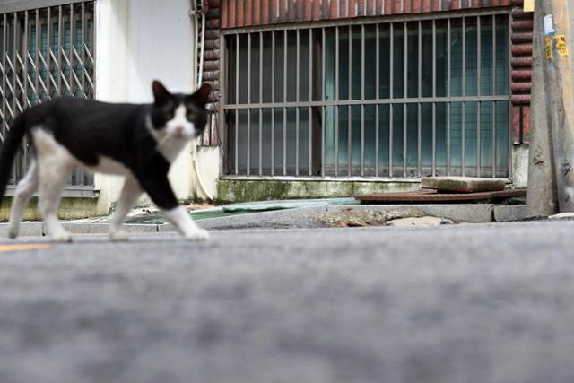 11일 오후 서울 관악구 한 반지하 주택 창문 앞을 고양이 한 마리가 지나고 있다. 뉴시스